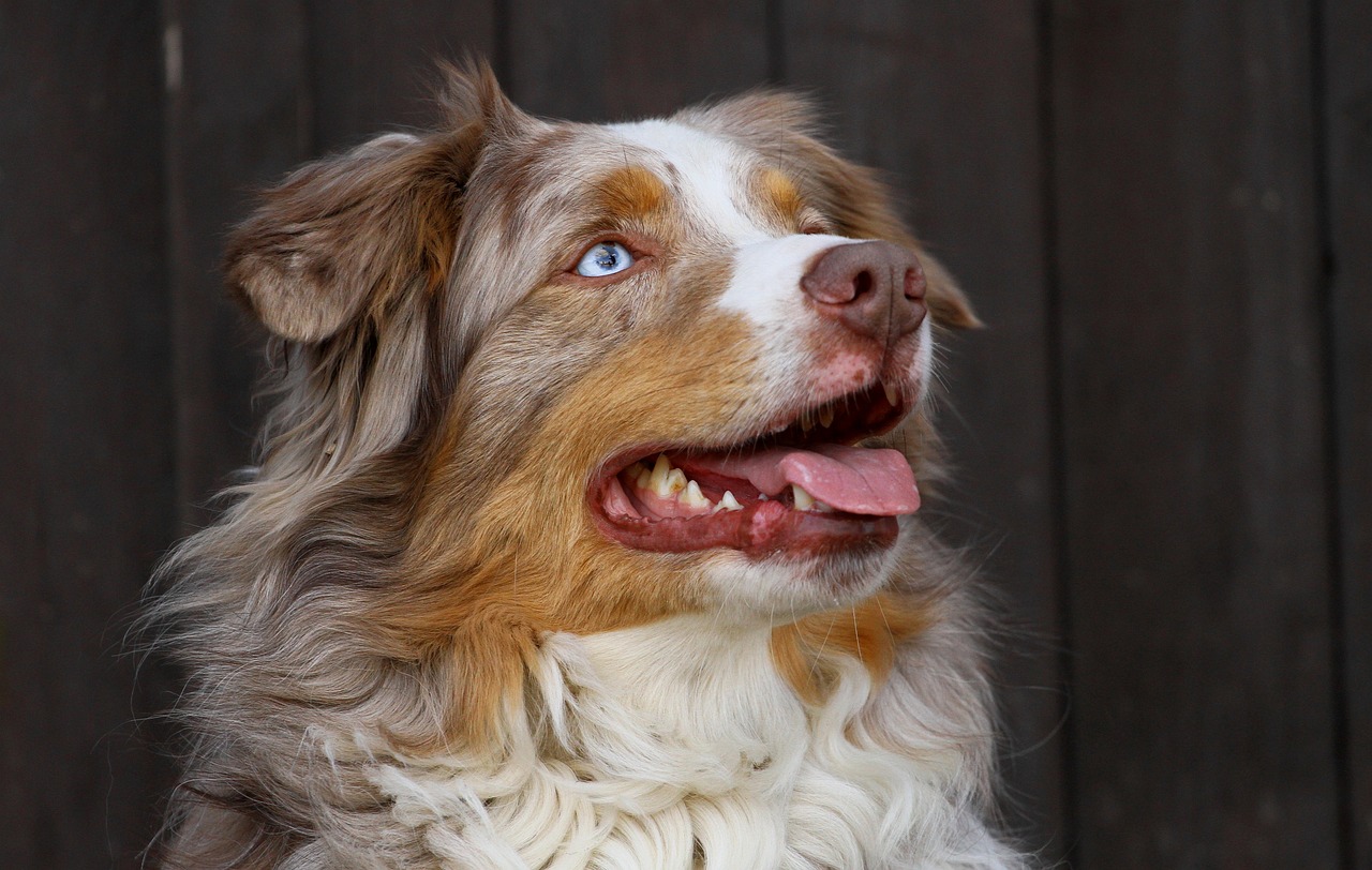 The Characteristics of the Australian Shepherd - A Guide